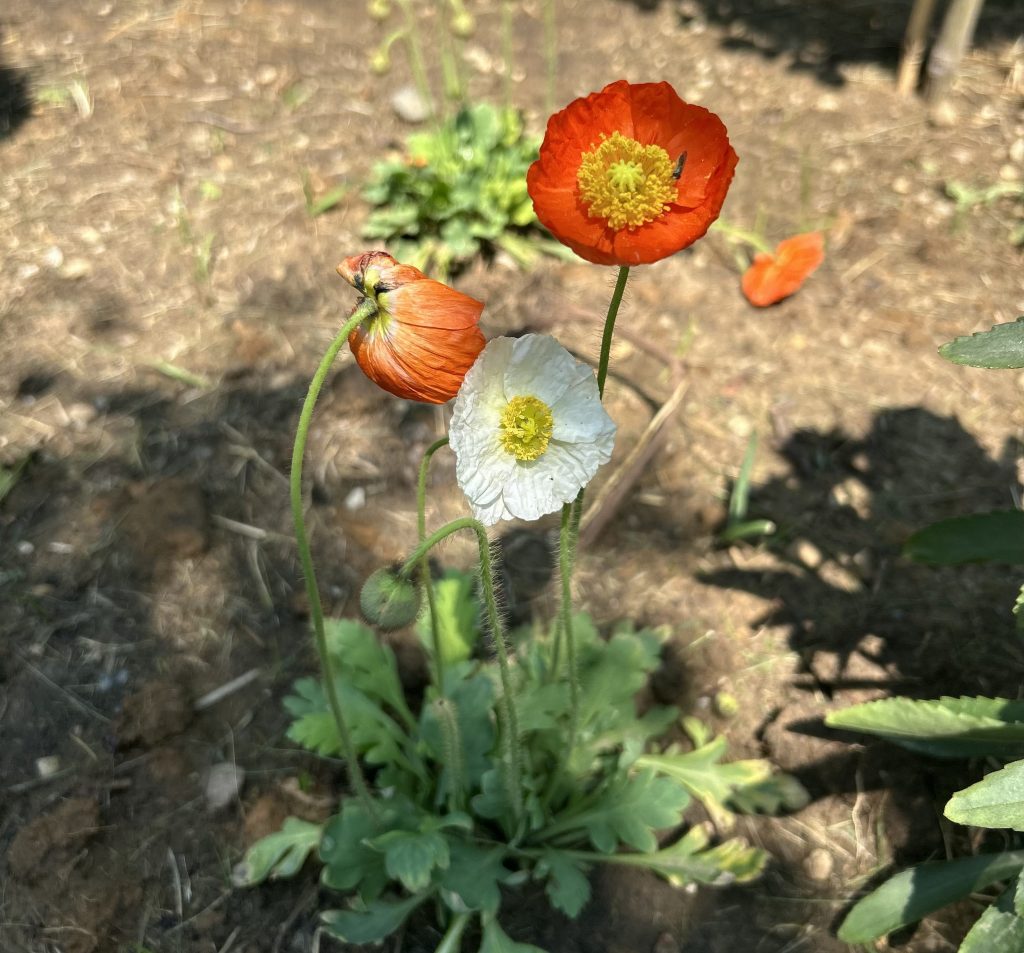 Whispers of the Garden: A Surprise Among the&nbsp;Crimson