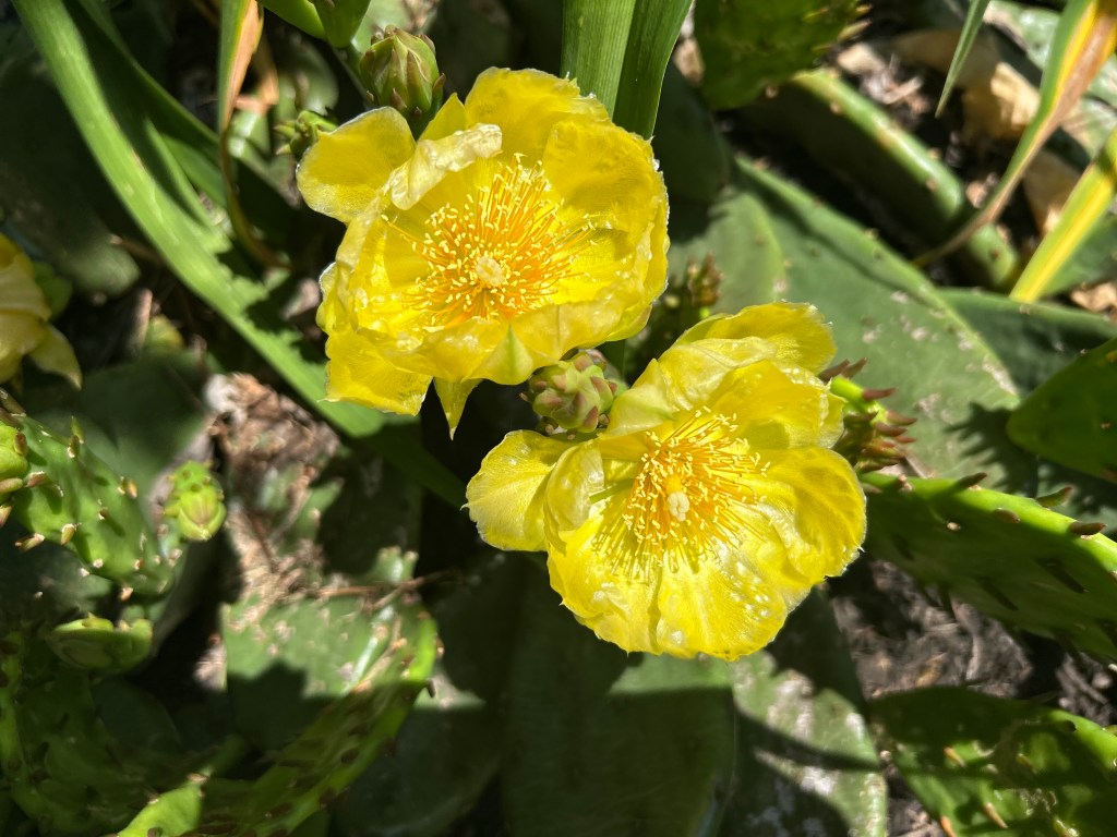 Out of Place, Yet Right at Home: The Prickly Pear That Could (And&nbsp;Did)