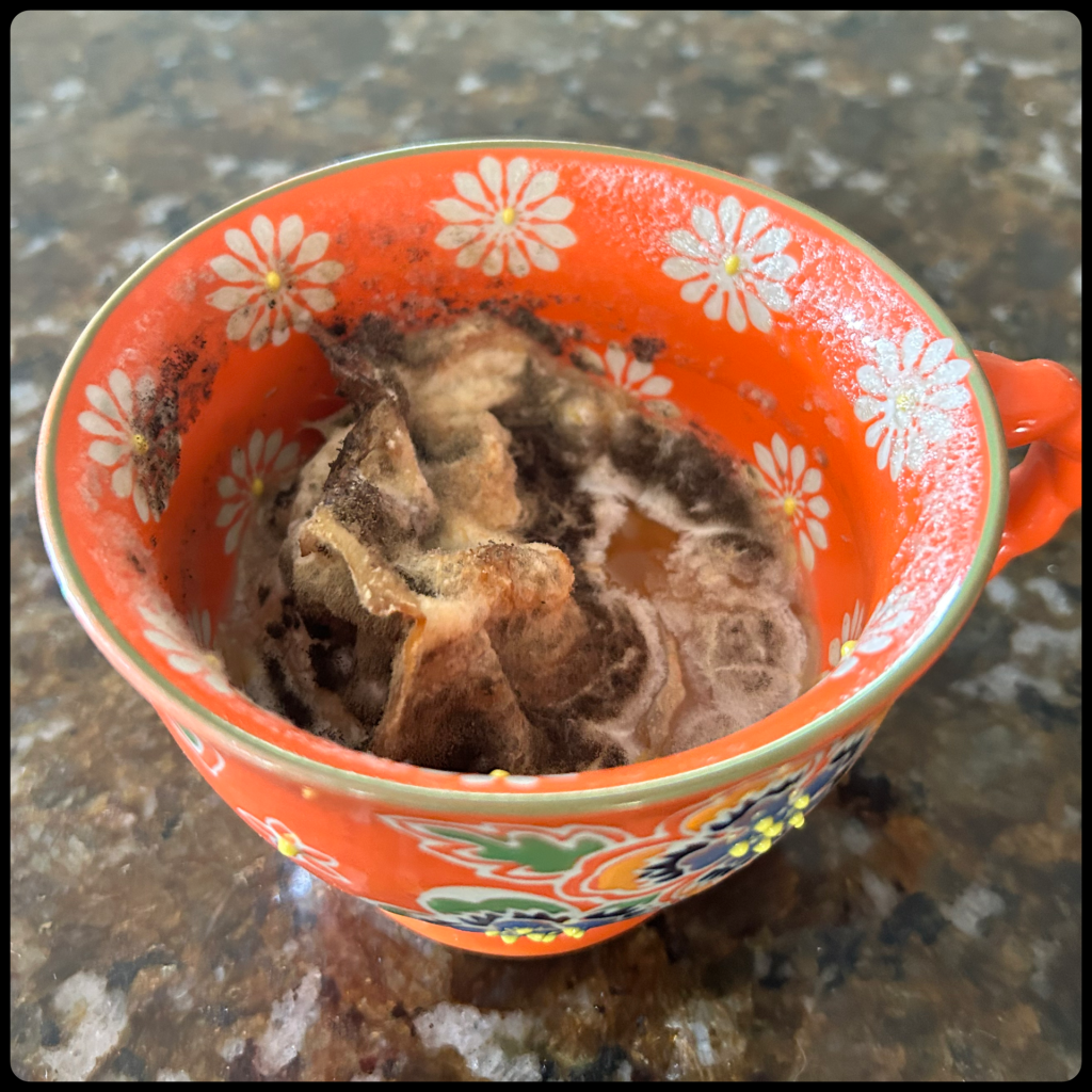 The Unholy Ecosystem in My&nbsp;Microwave