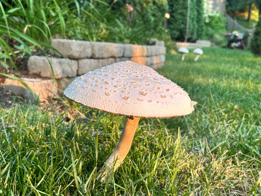 The Mushroom That Interrupted My Wandering&nbsp;Mind