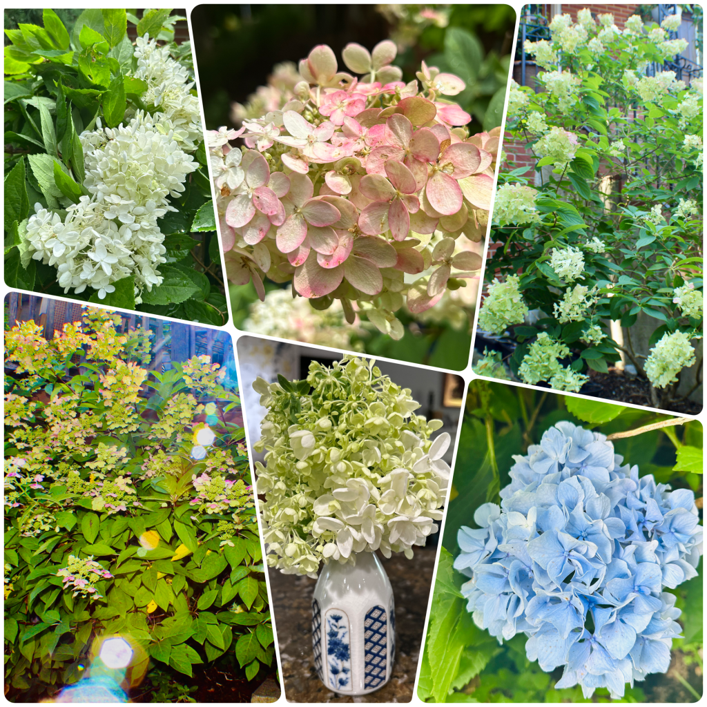 Hydrangea Dreams: A Love Story in Bloom (With Slight Obsession&nbsp;Issues)